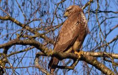 Bussard