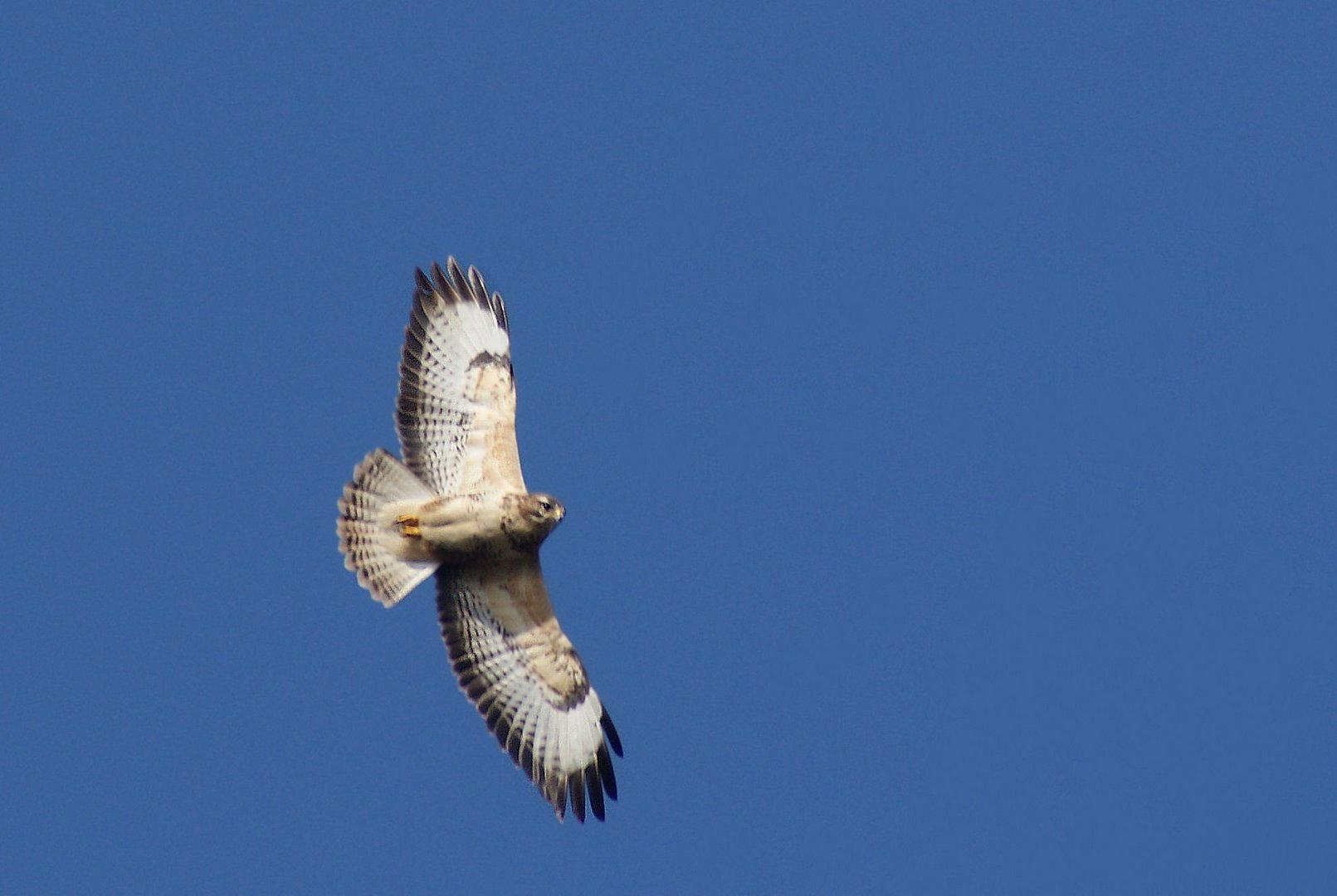 Bussard