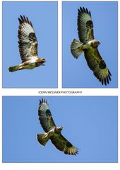 Bussard