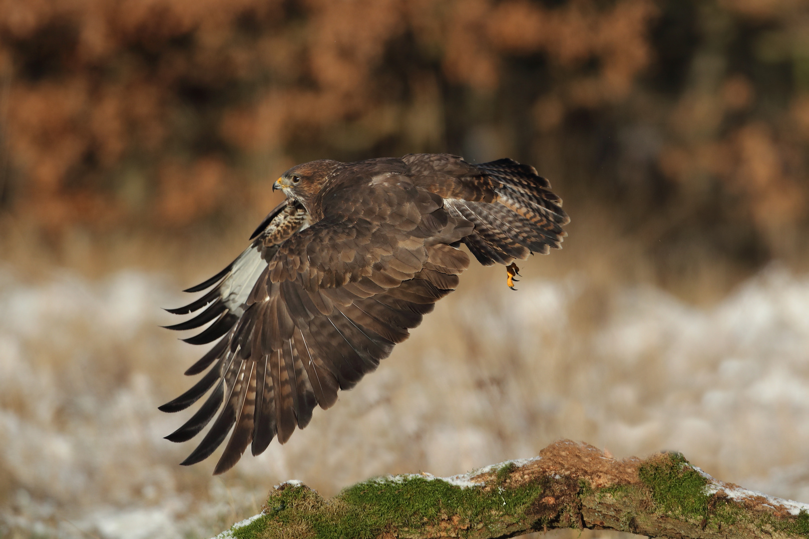 Bussard