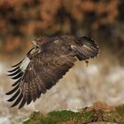 Bussard