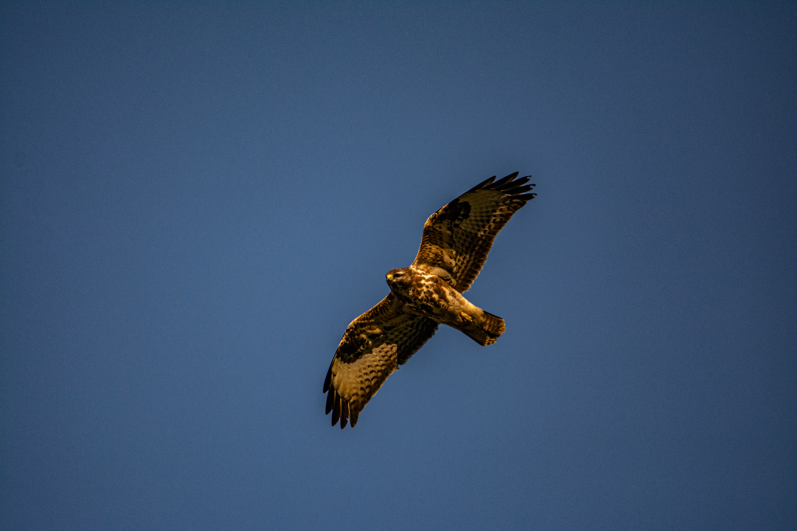 Bussard