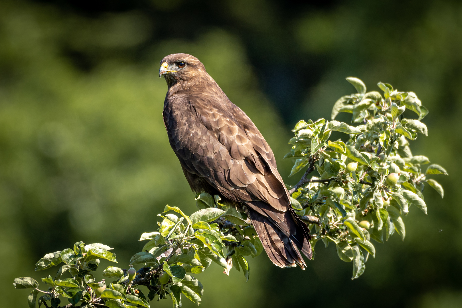 Bussard