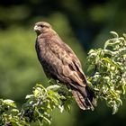 Bussard