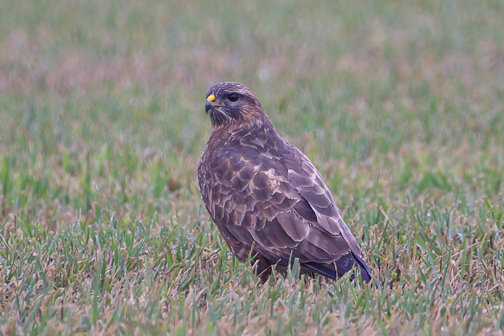 Bussard