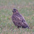 Bussard