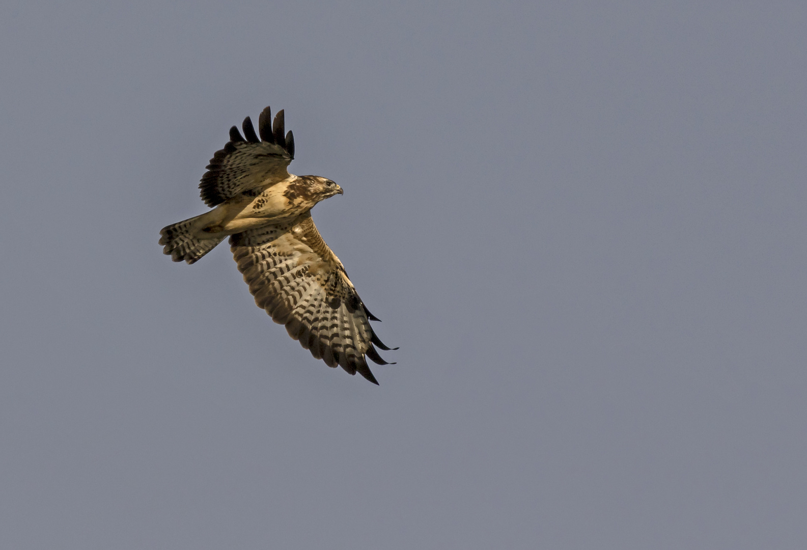 Bussard