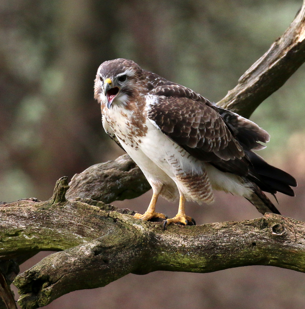 Bussard