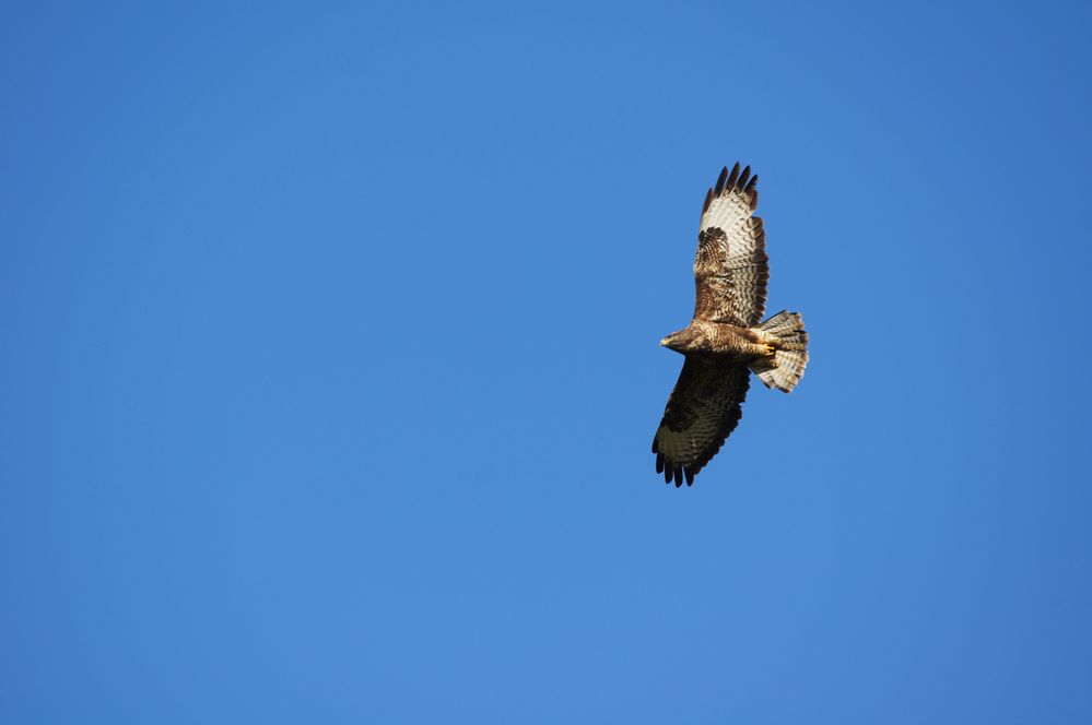 ~~Bussard~~