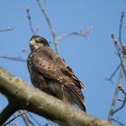 Bussard