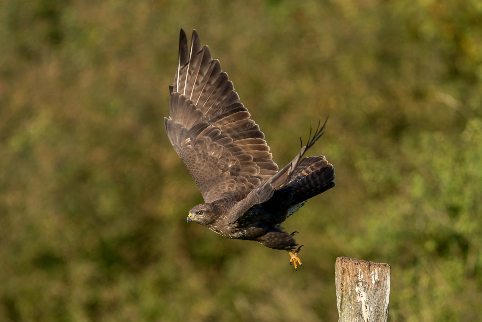 Bussard