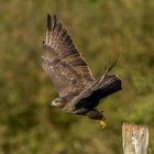 Bussard