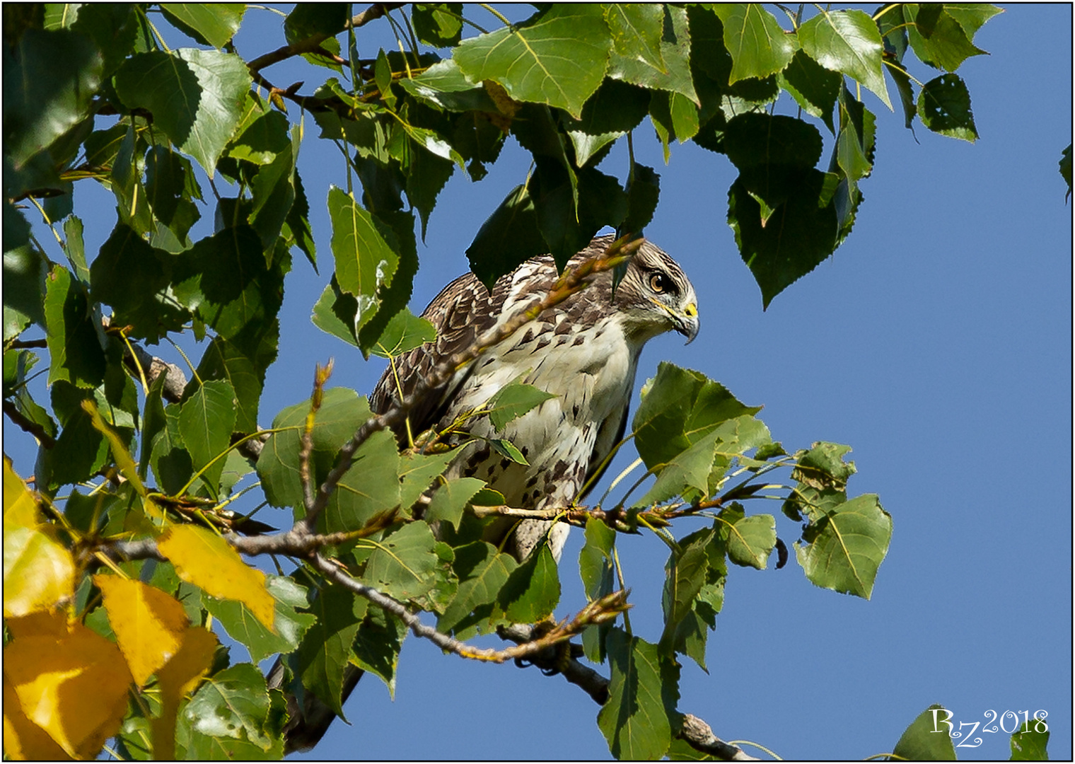 Bussard