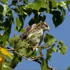 Bussard