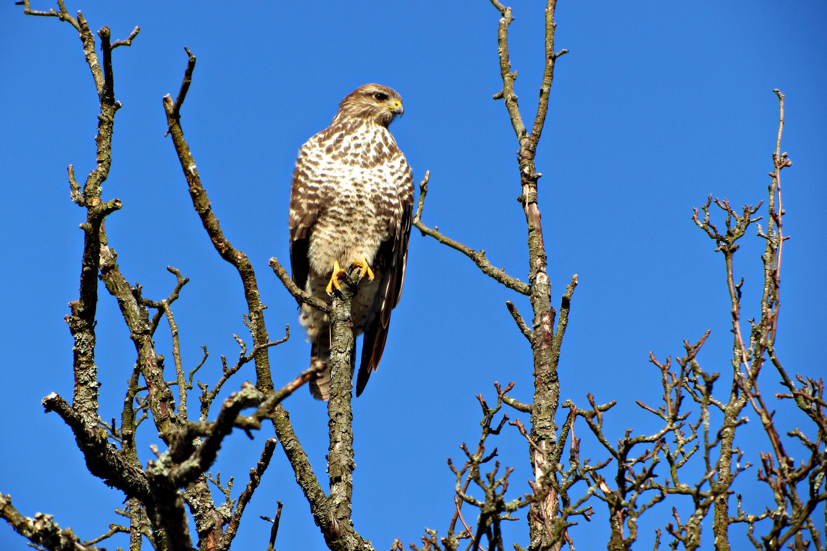 Bussard