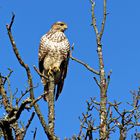 Bussard