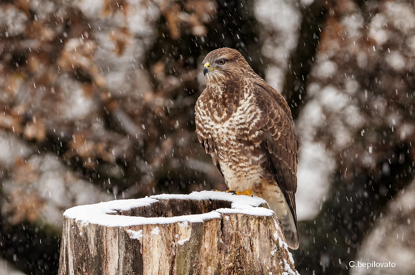 Bussard