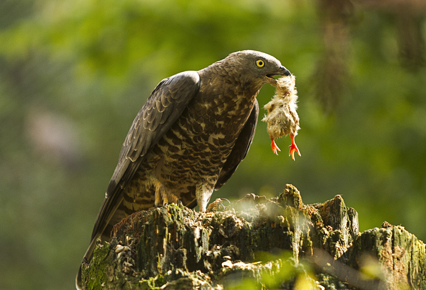 Bussard