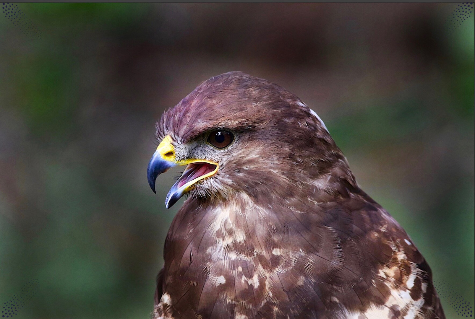 Bussard