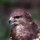 Bussard