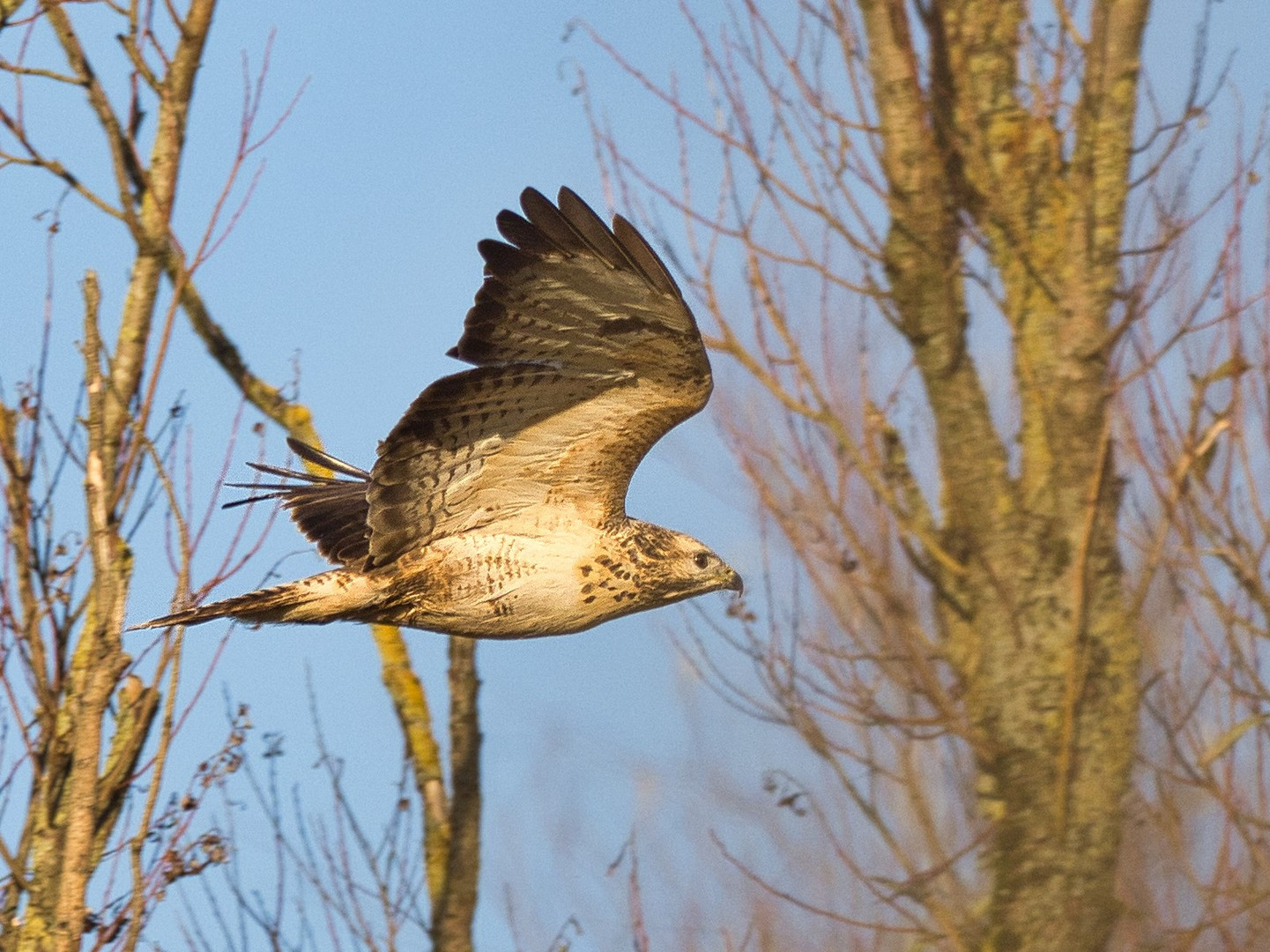 Bussard