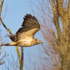 Bussard