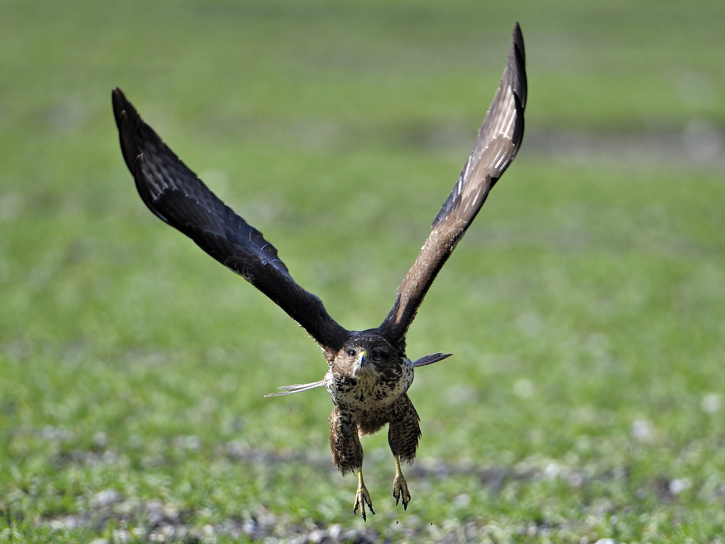 Bussard