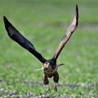 Bussard