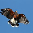 Bussard