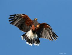 Bussard