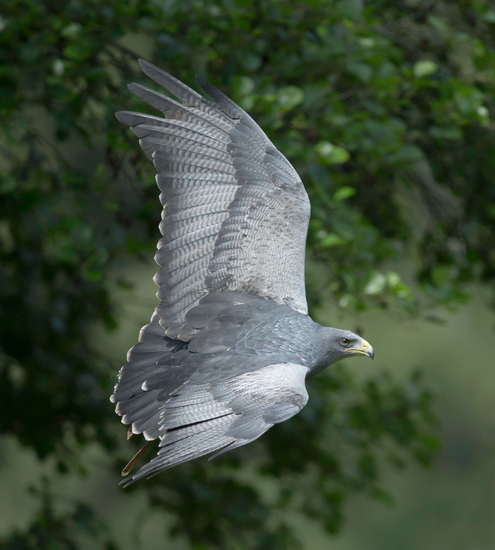 Bussard