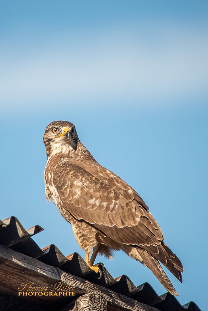 Bussard