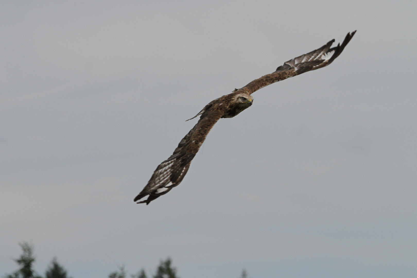 Bussard