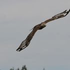 Bussard