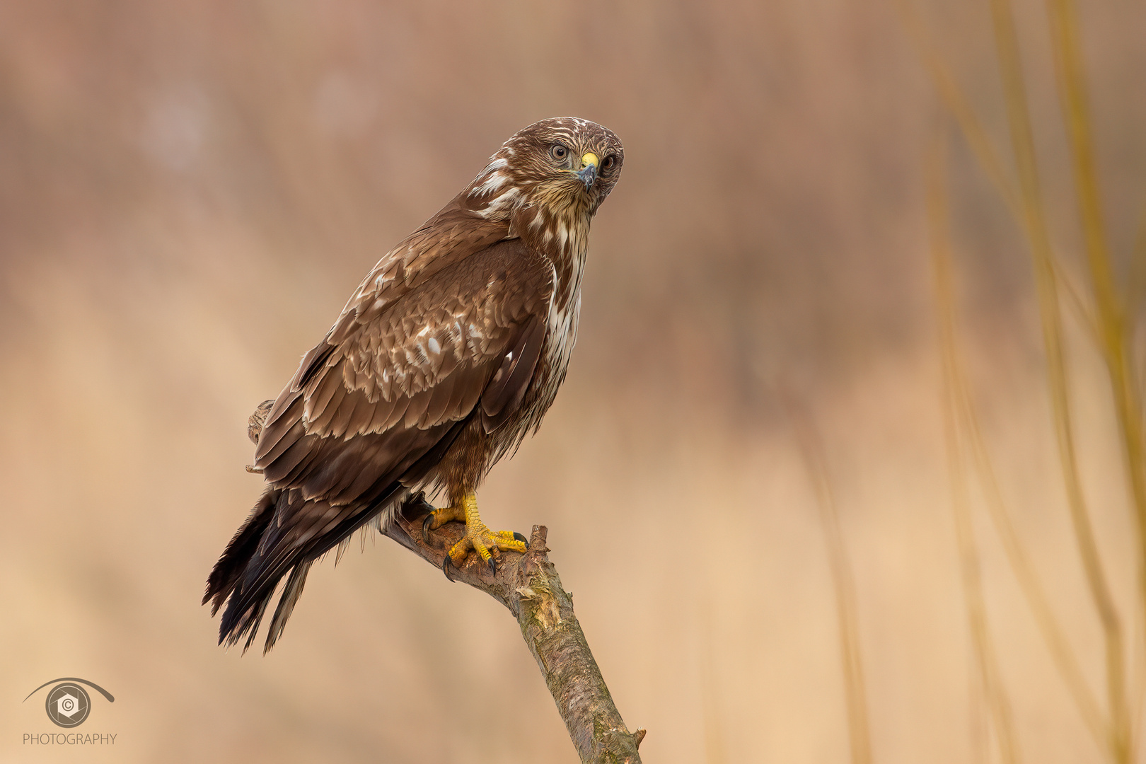 Bussard