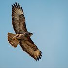 Bussard