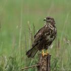 Bussard