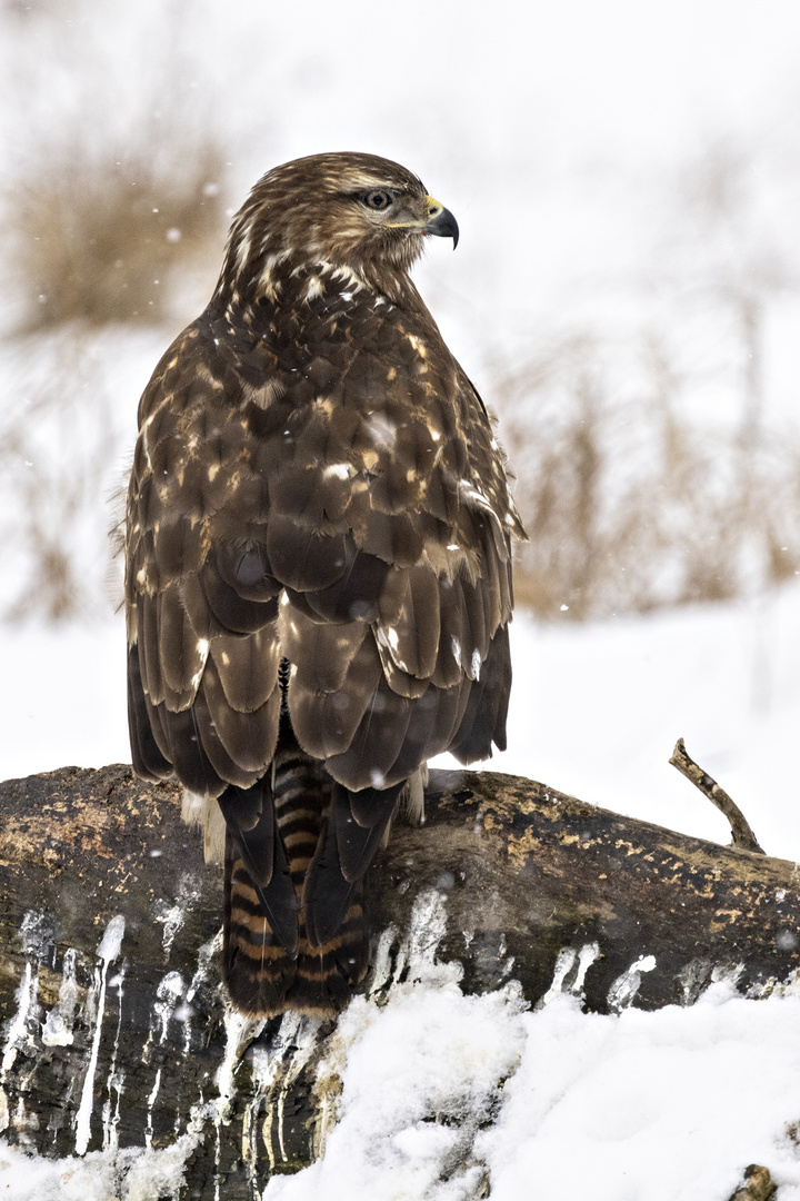 Bussard