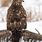 Bussard