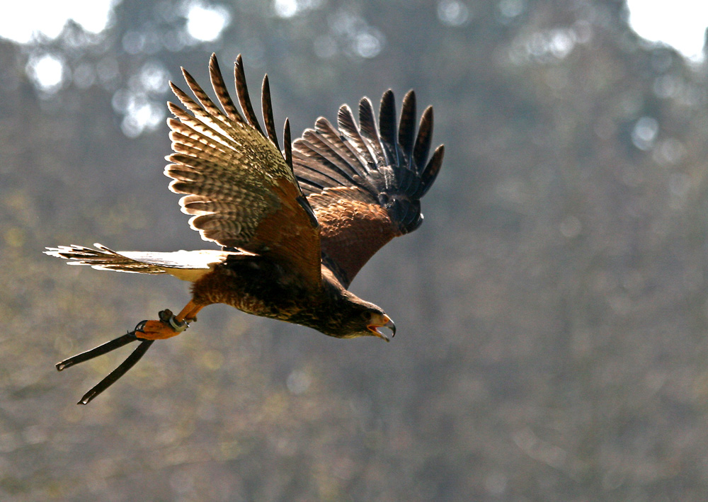 Bussard