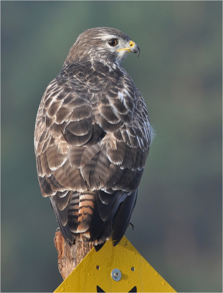 Bussard