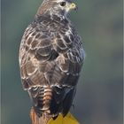 Bussard