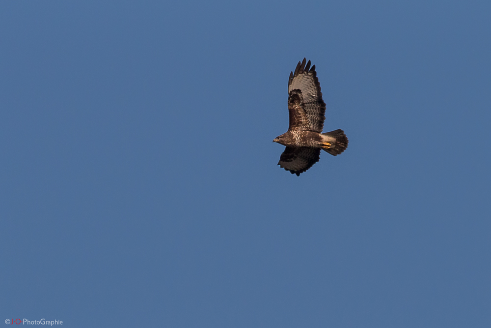 Bussard