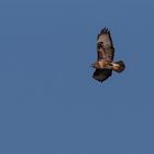 Bussard