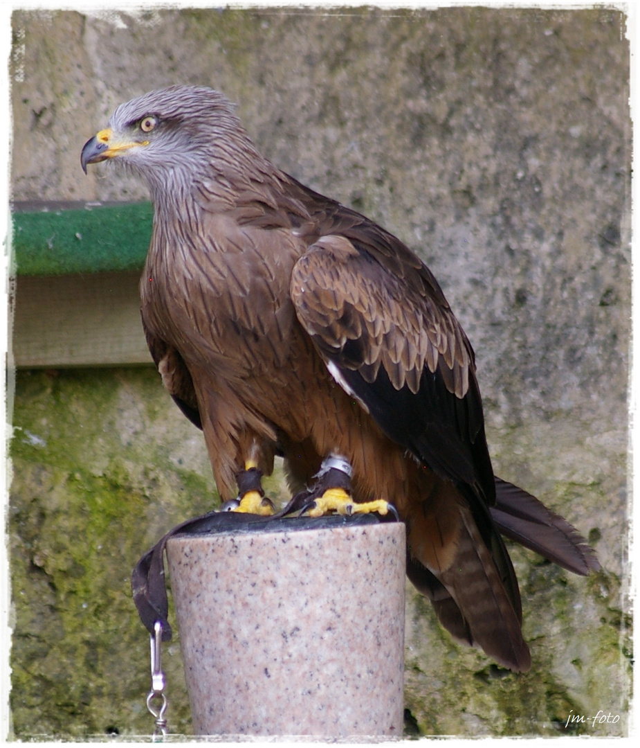 Bussard