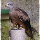 Bussard