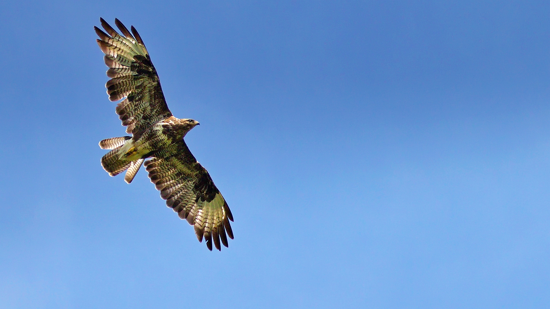 Bussard