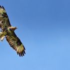 Bussard