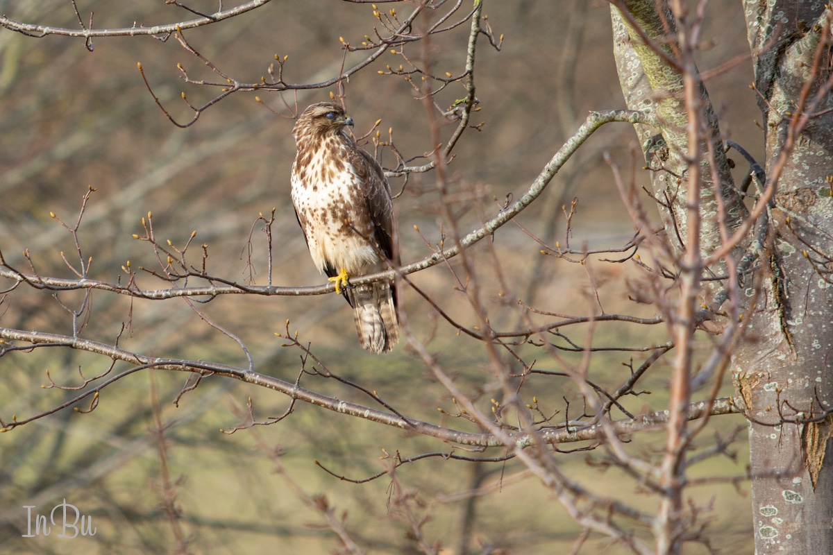 Bussard