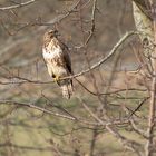 Bussard